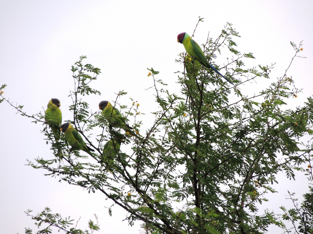 Plum-headed Parakeet - ML635300480
