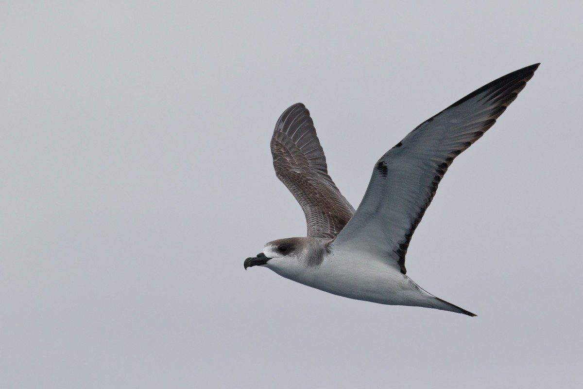 Petrel de las Juan Fernández - ML635300574