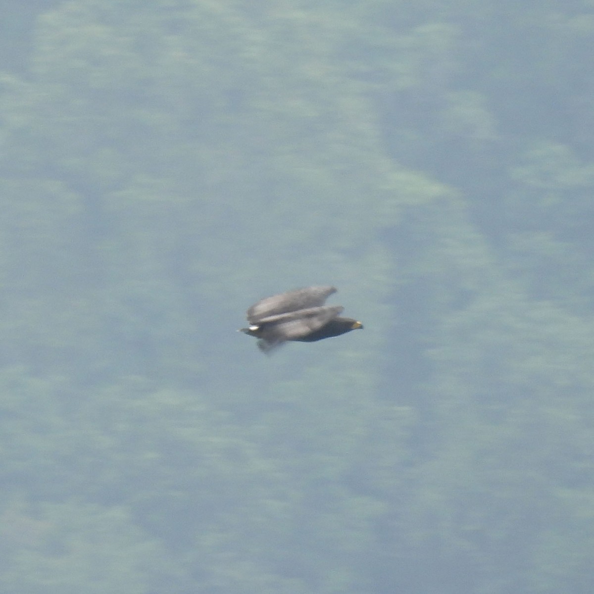 Solitary Eagle - ML635300760