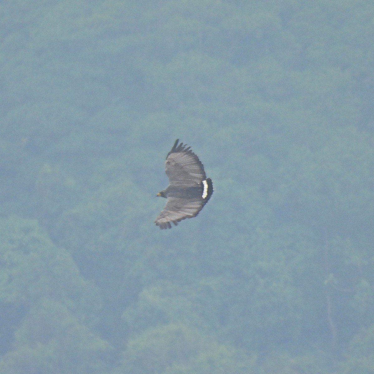 Solitary Eagle - ML635300761