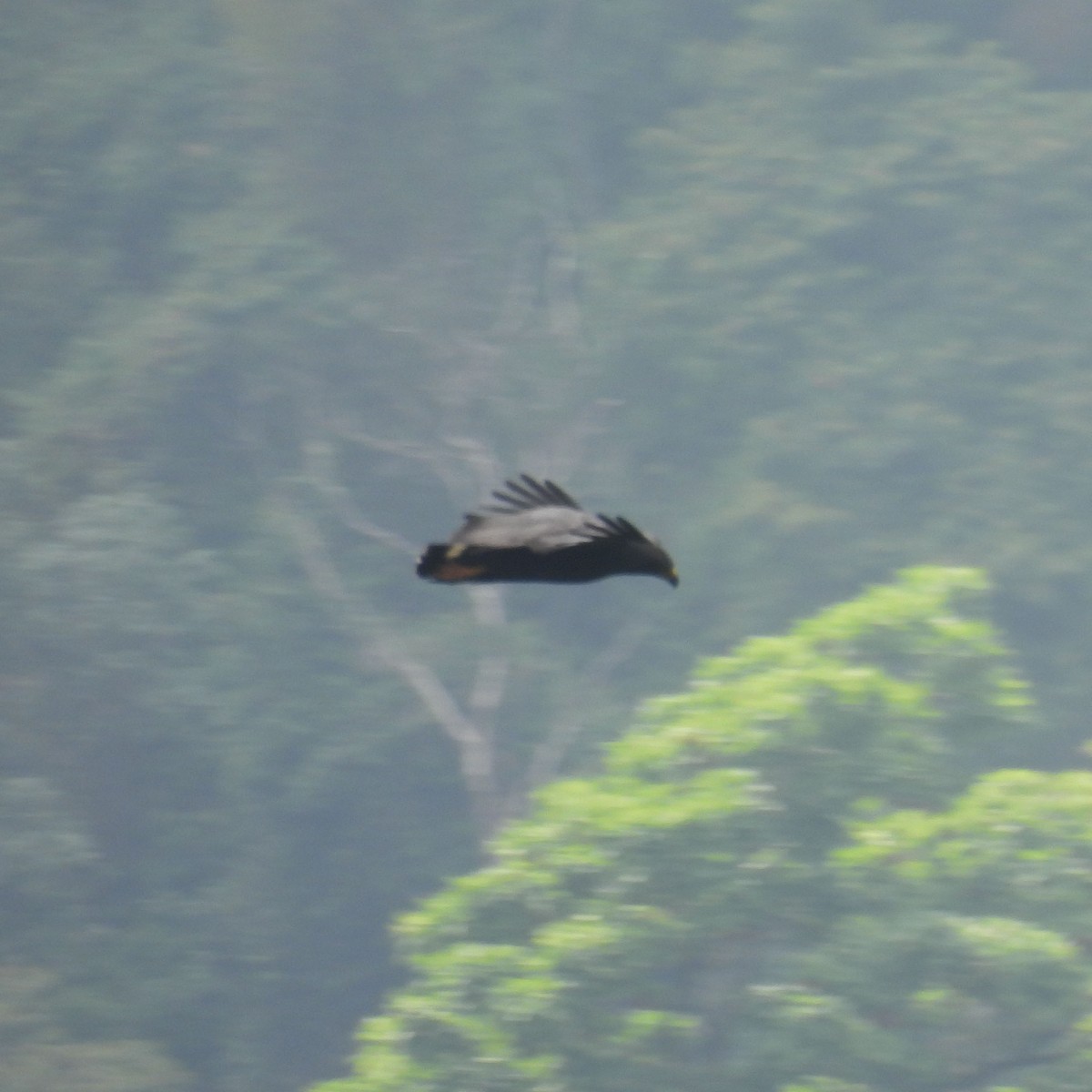 Solitary Eagle - ML635300762