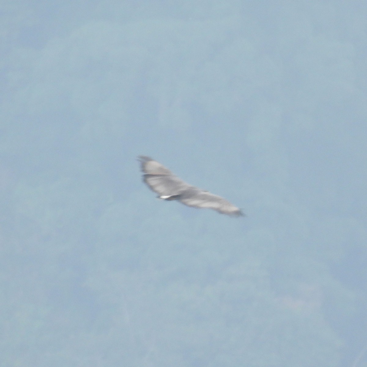 Solitary Eagle - ML635300763