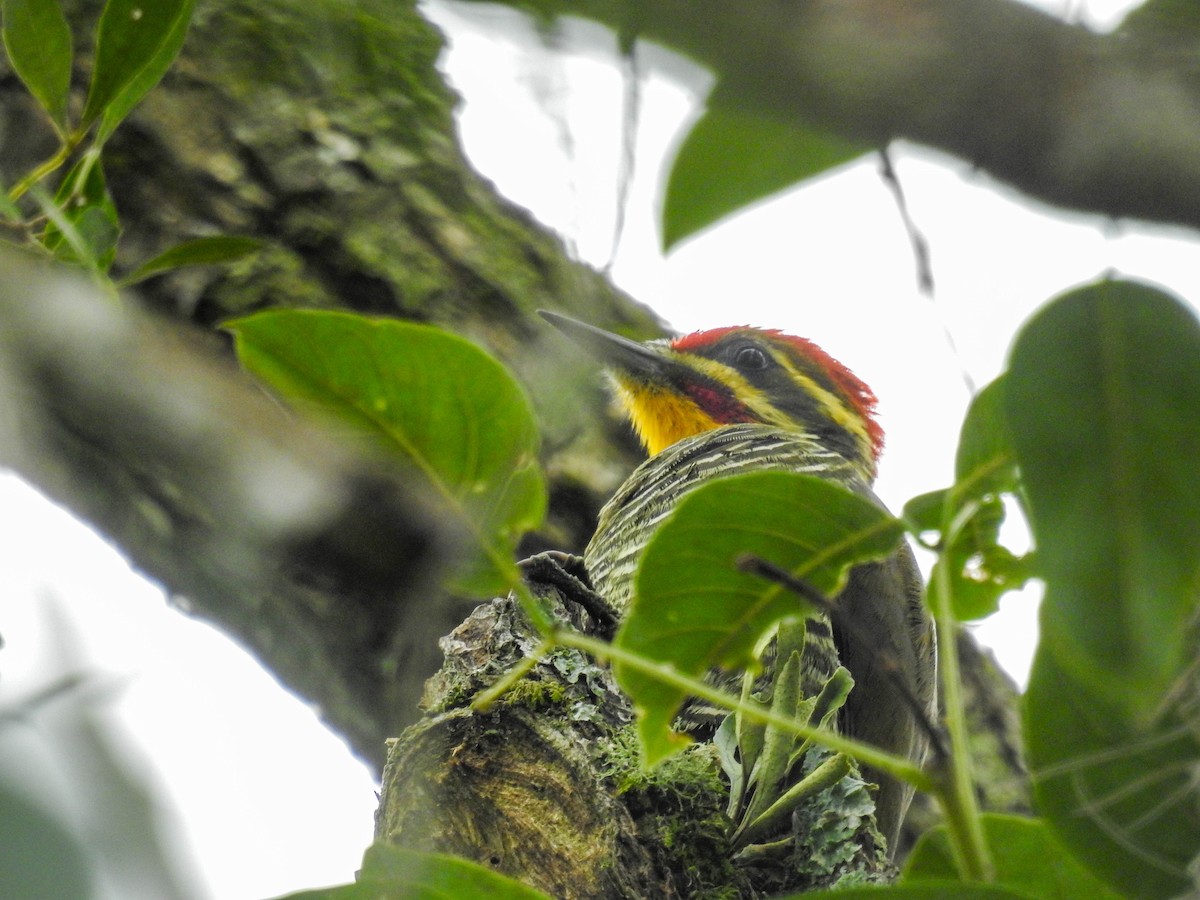 White-browed Woodpecker - ML635300947