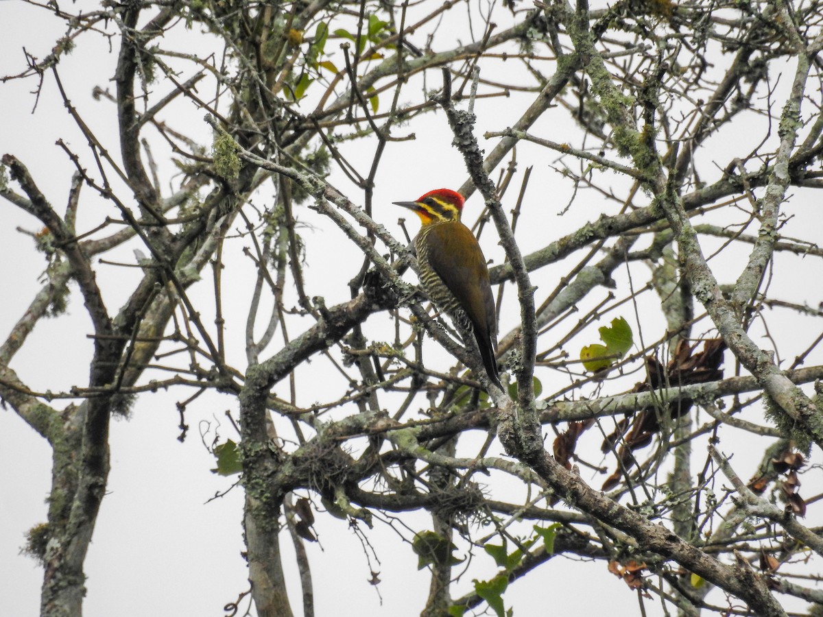 White-browed Woodpecker - ML635300949