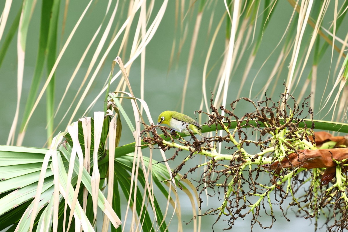 Warbling White-eye - ML635300964