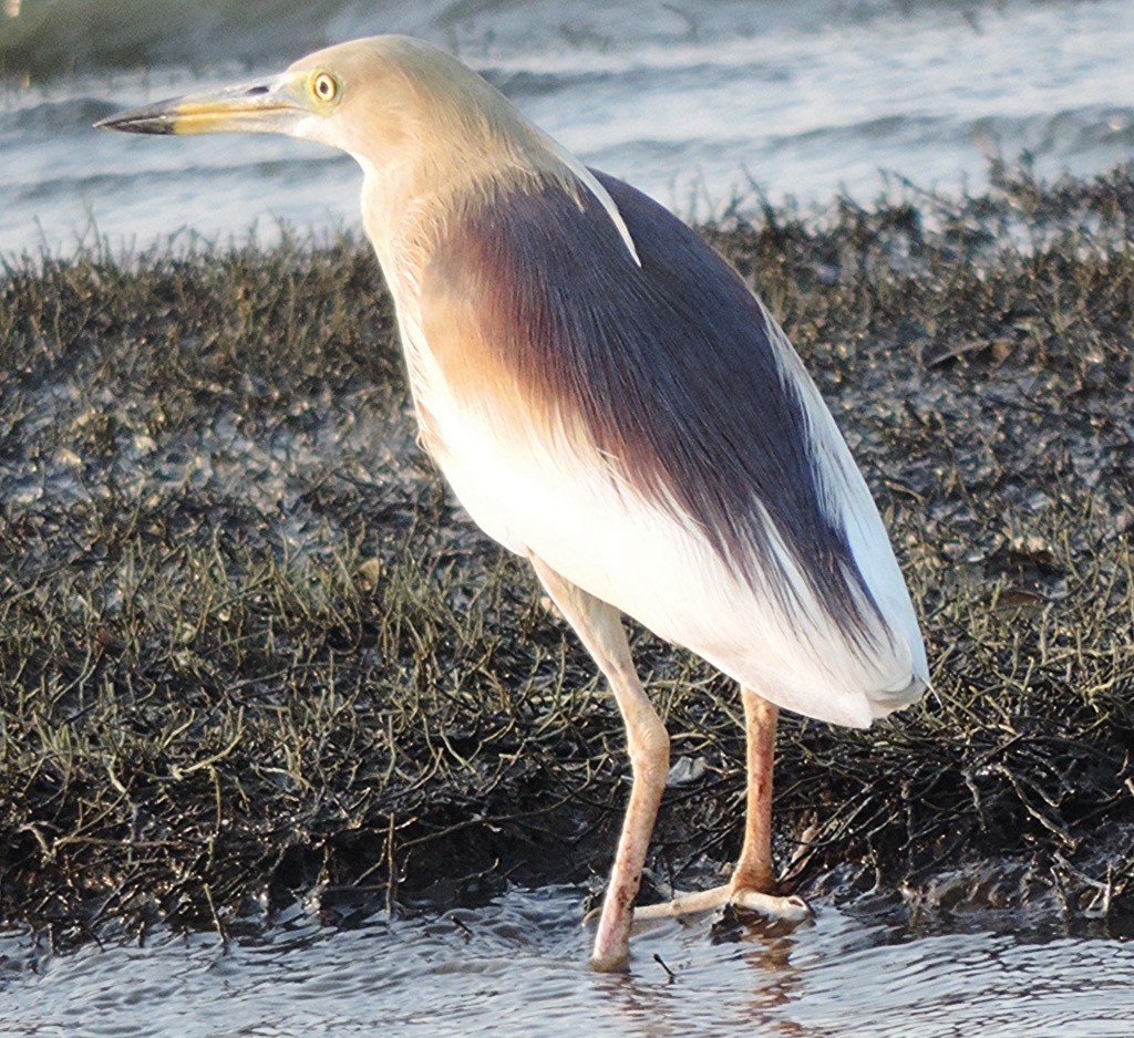 Indian Pond-Heron - ML635301039