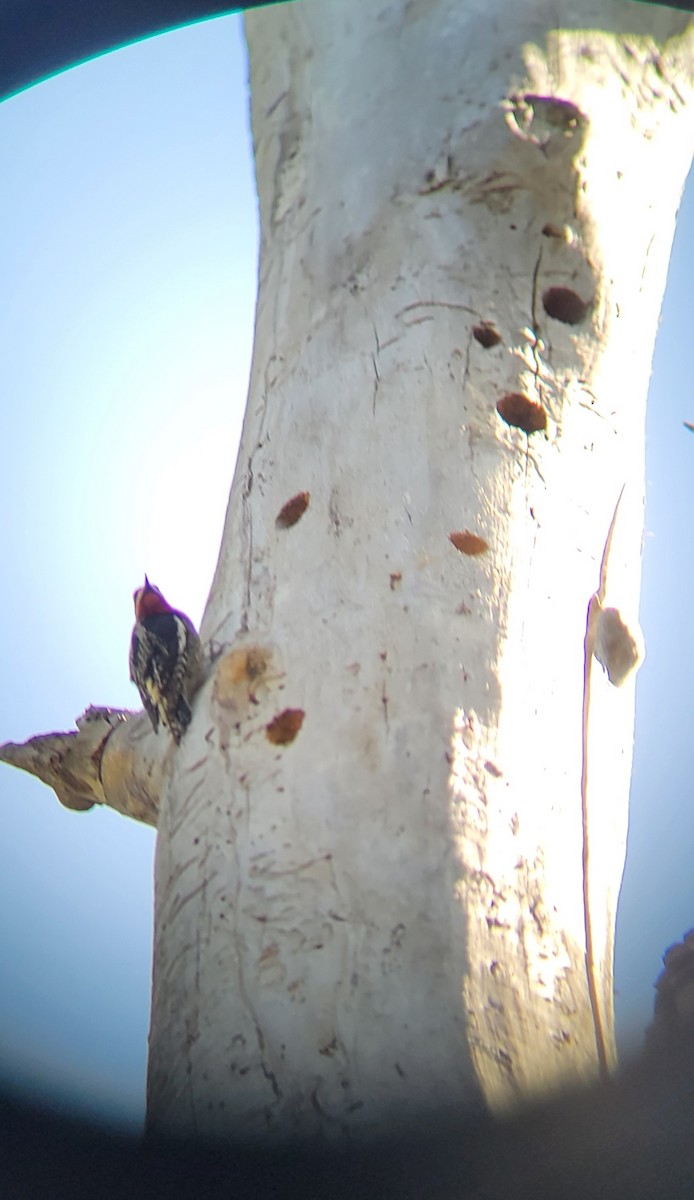 Red-naped Sapsucker - ML635301086