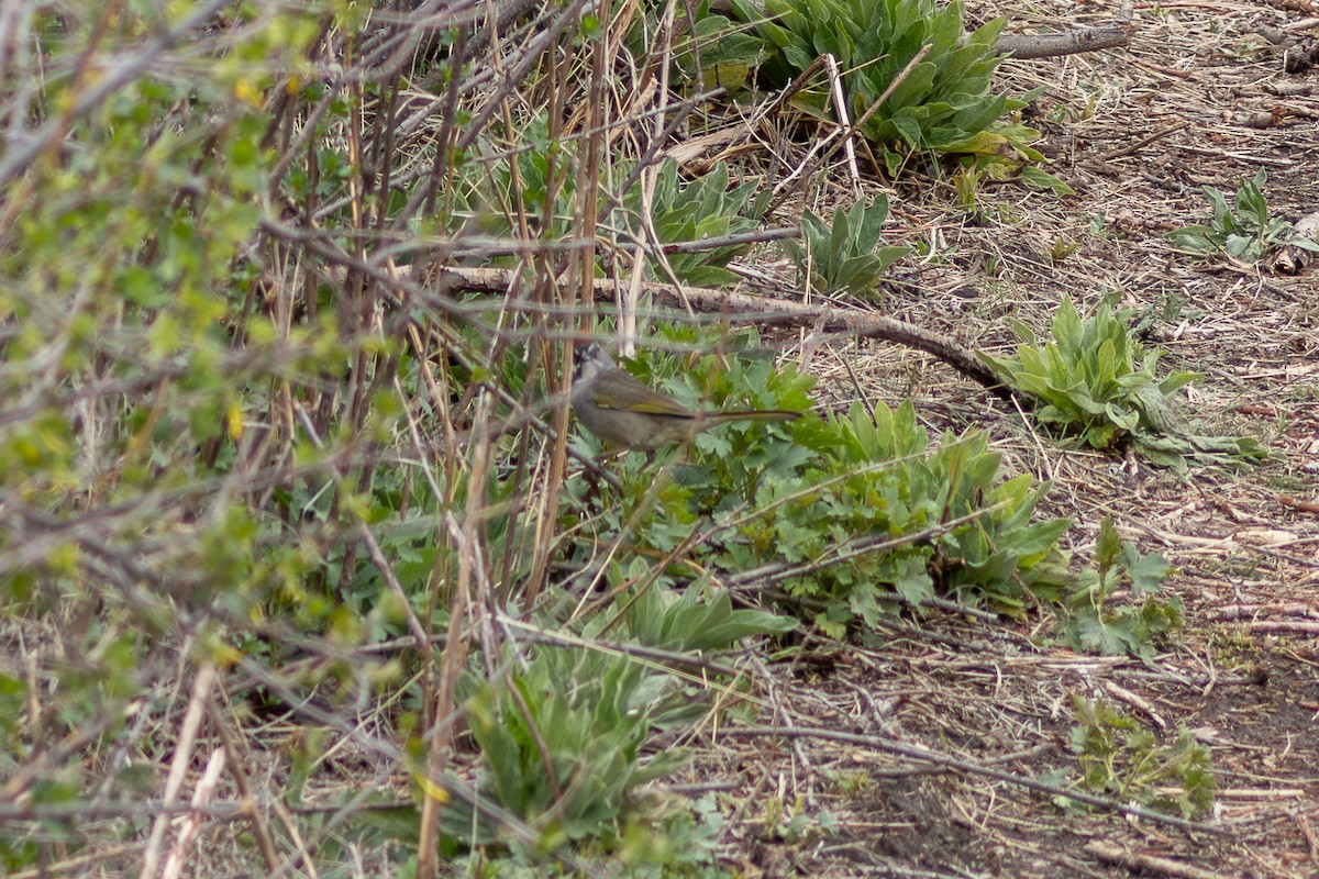 Green-tailed Towhee