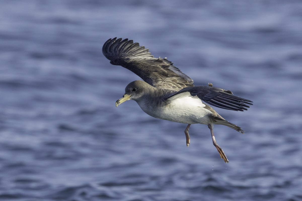 Scopoli's Shearwater - ML635301331
