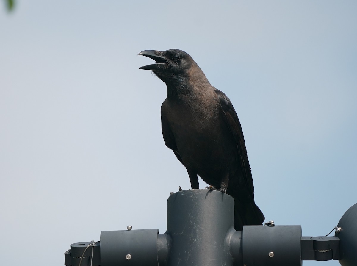House Crow - ML635301436