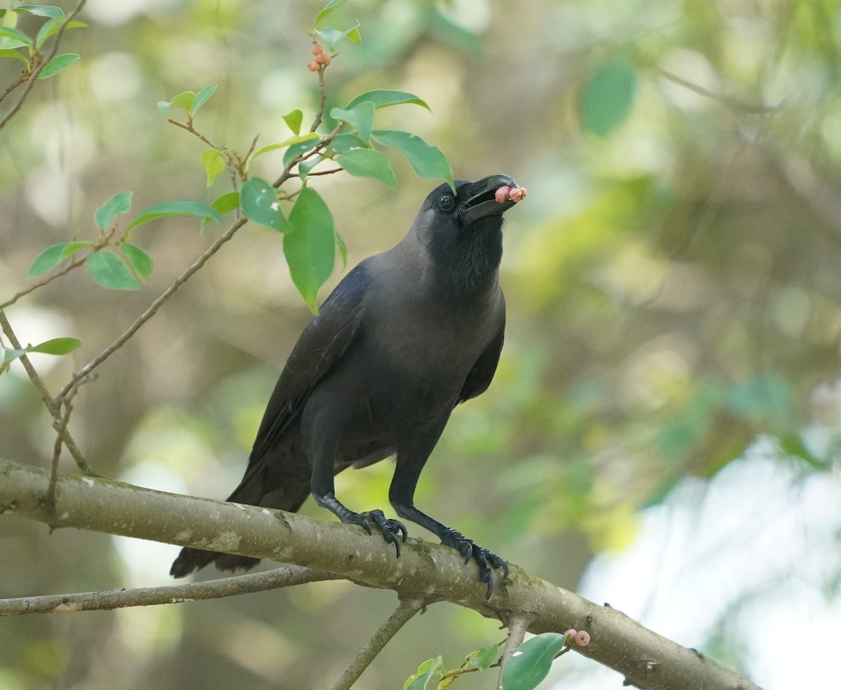 House Crow - ML635301437