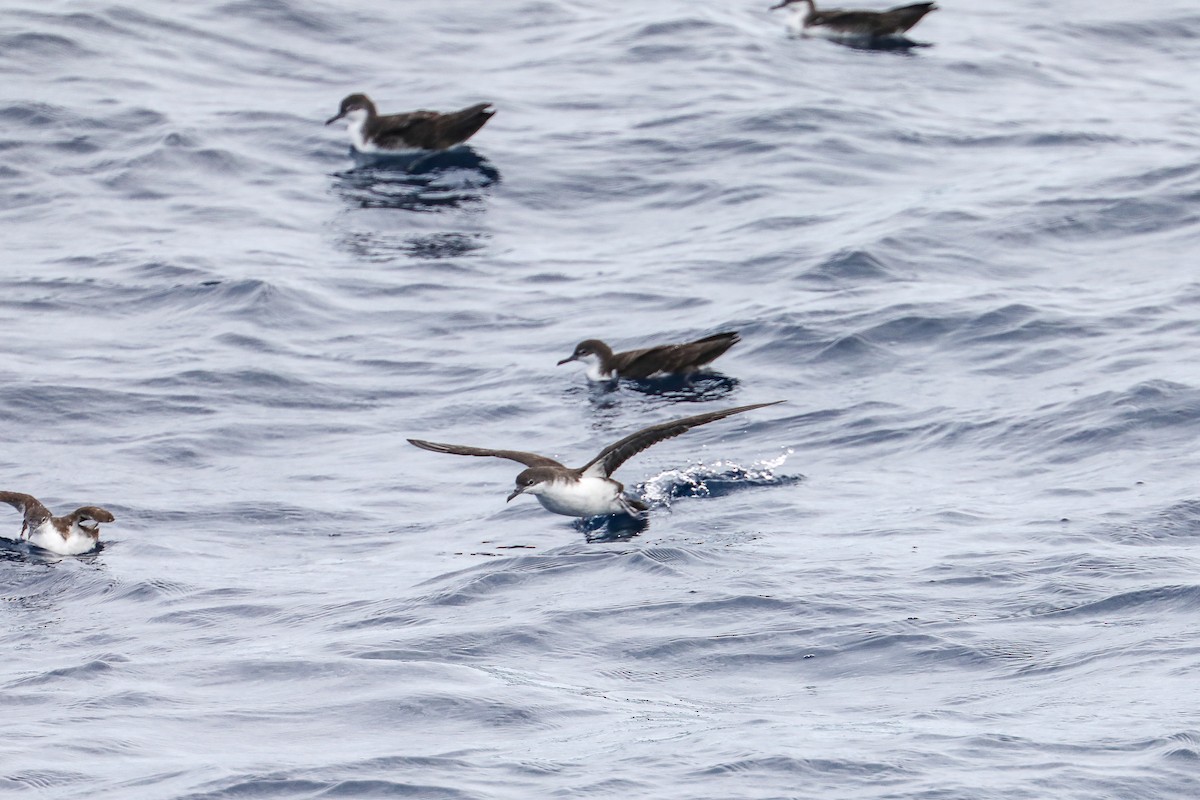 Galapagos Shearwater - ML635301458
