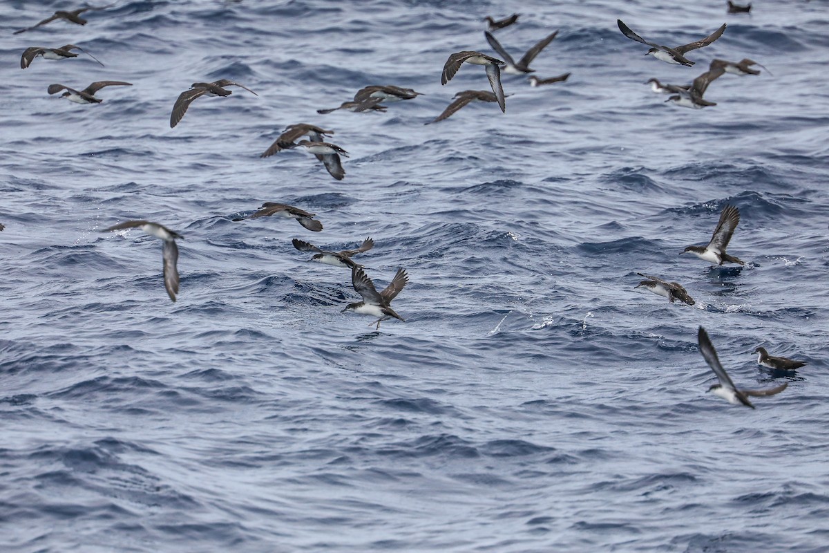 Galapagos Shearwater - ML635301459