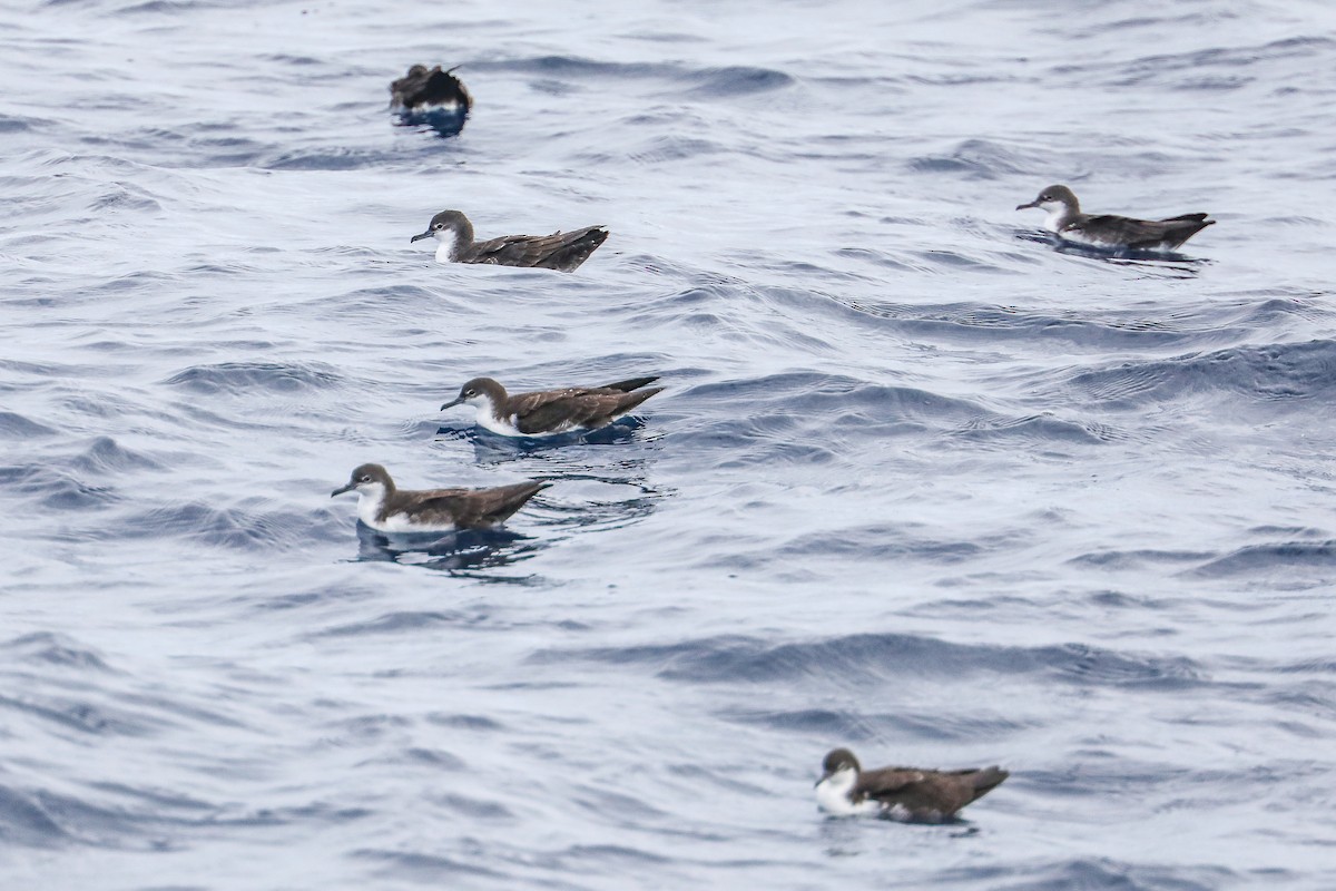 Galapagos Shearwater - ML635301462
