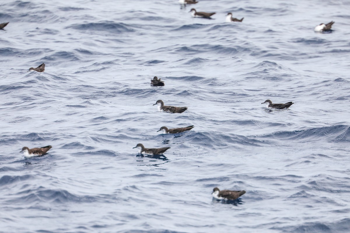 Galapagos Shearwater - ML635301463