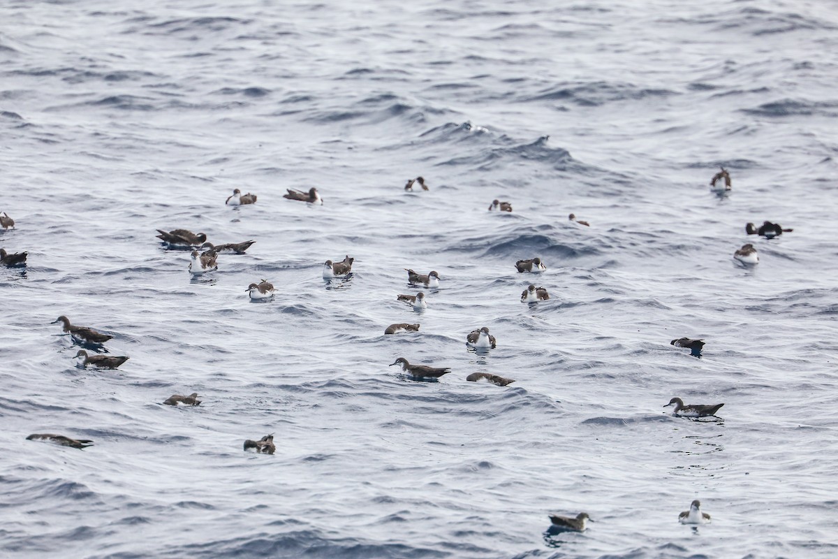 Galapagos Shearwater - ML635301464