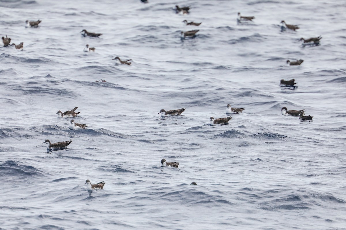 Galapagos Shearwater - ML635301465