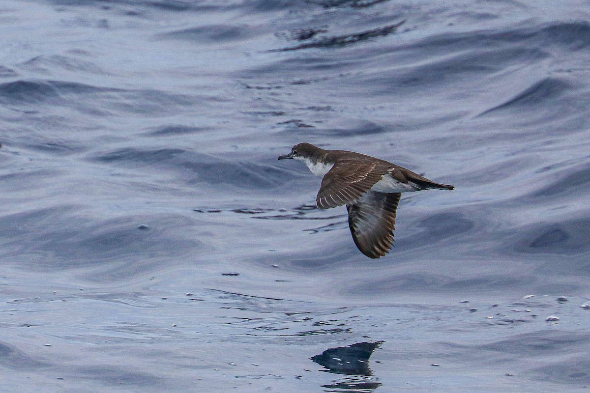 Galapagos Shearwater - ML635301466