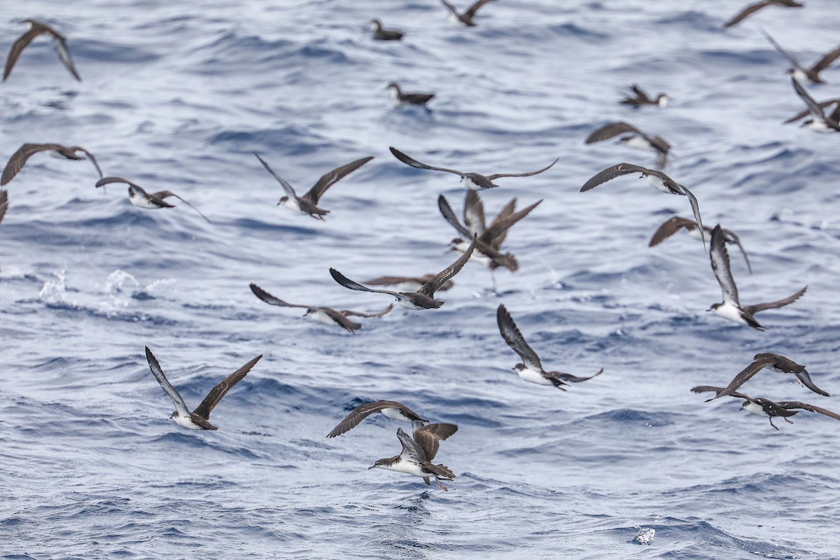 Galapagos Shearwater - ML635301467