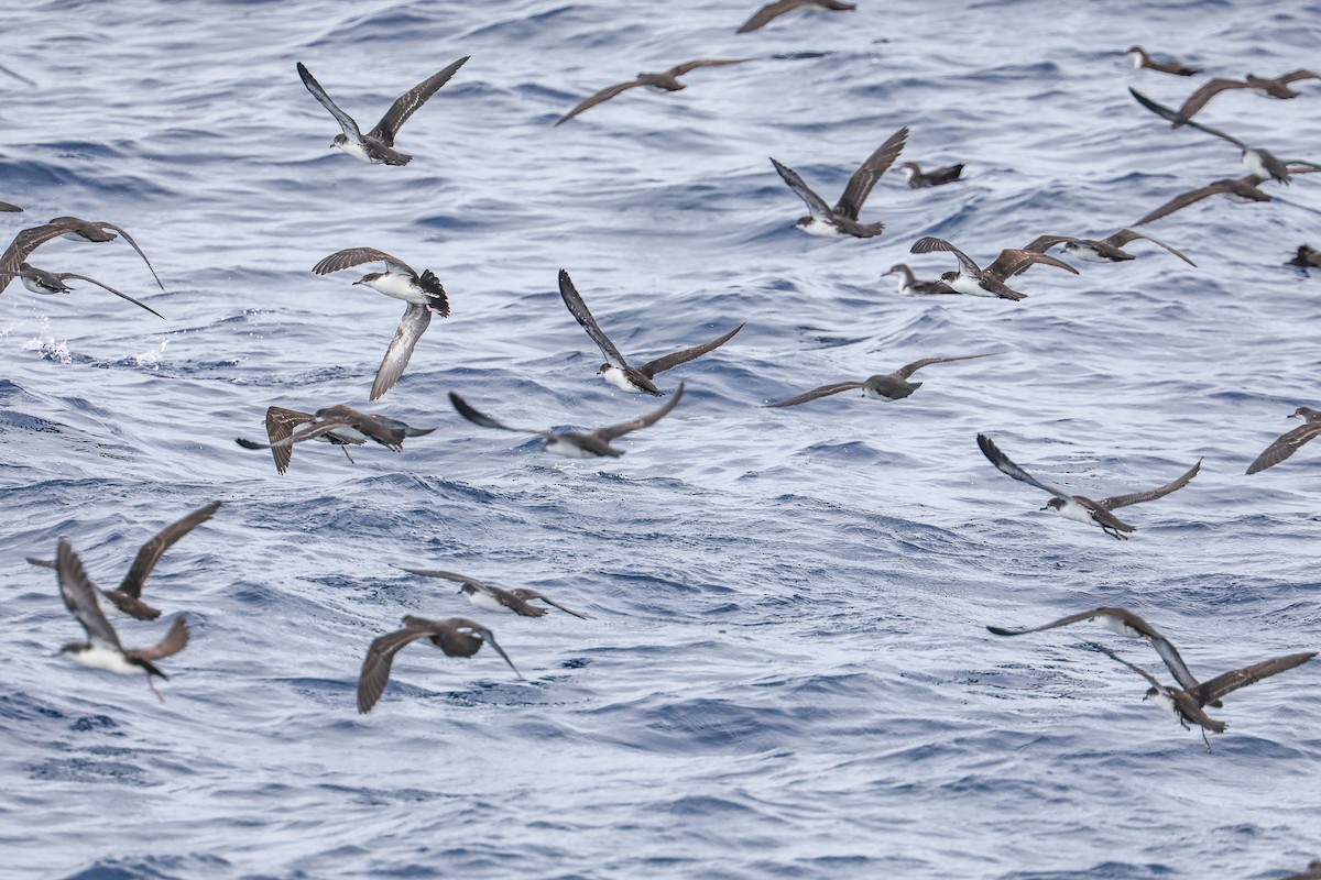 Galapagos Shearwater - ML635301468