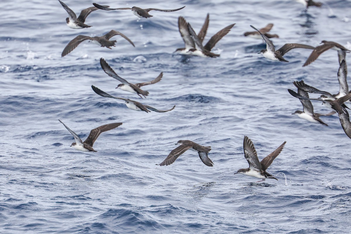 Galapagos Shearwater - ML635301471