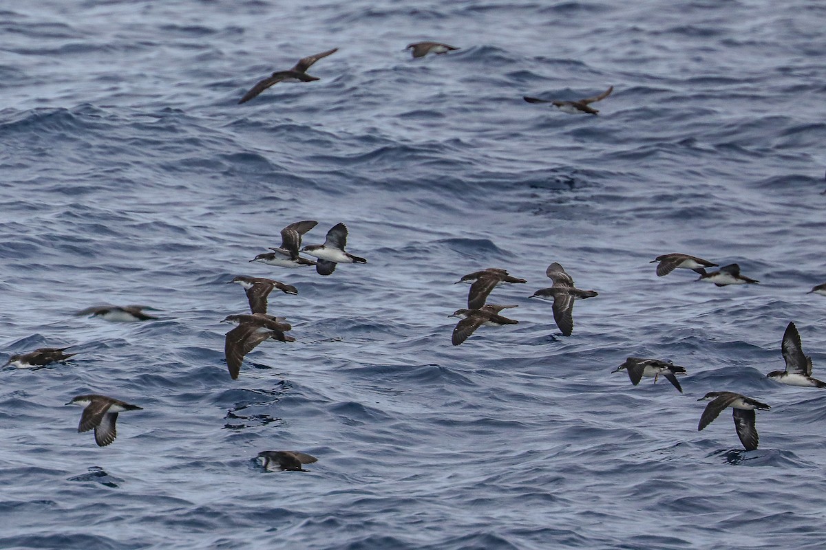 Galapagos Shearwater - ML635301472