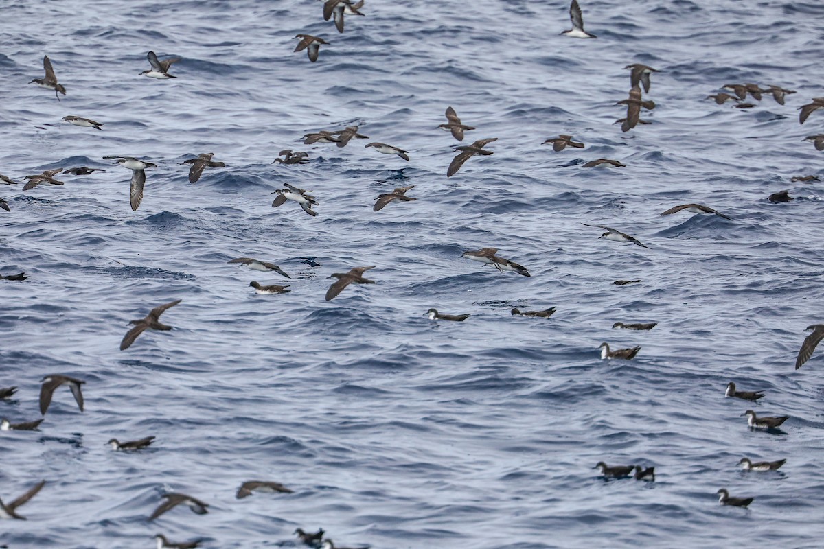 Galapagos Shearwater - ML635301473