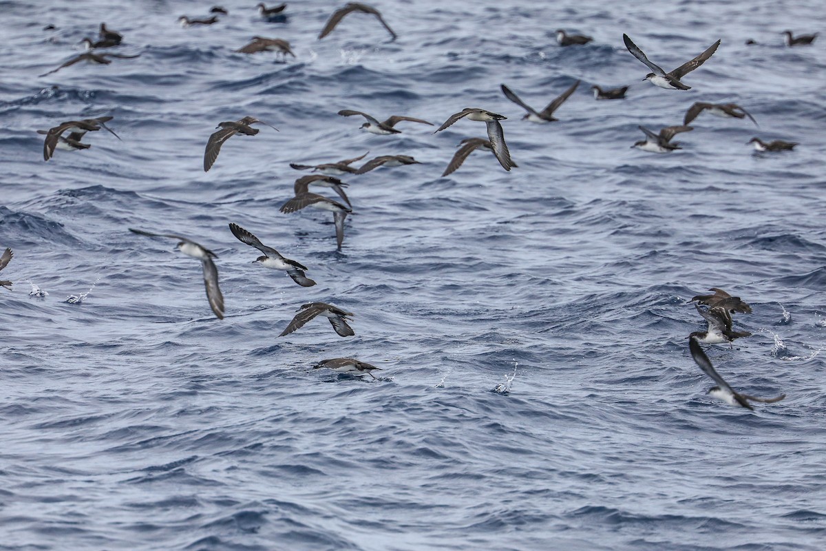 Galapagos Shearwater - ML635301475