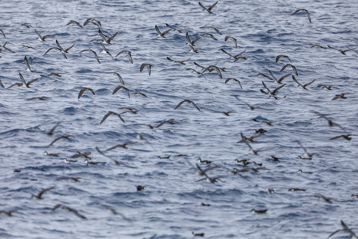 Galapagos Shearwater - ML635301476