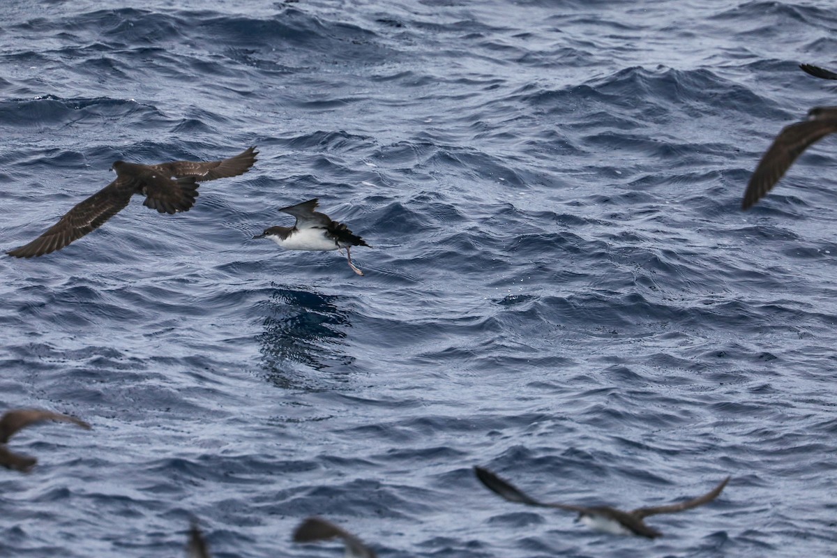 Galapagos Shearwater - ML635301477