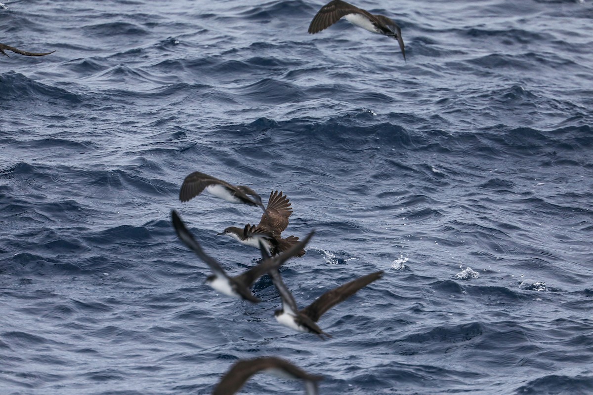 Galapagos Shearwater - ML635301478