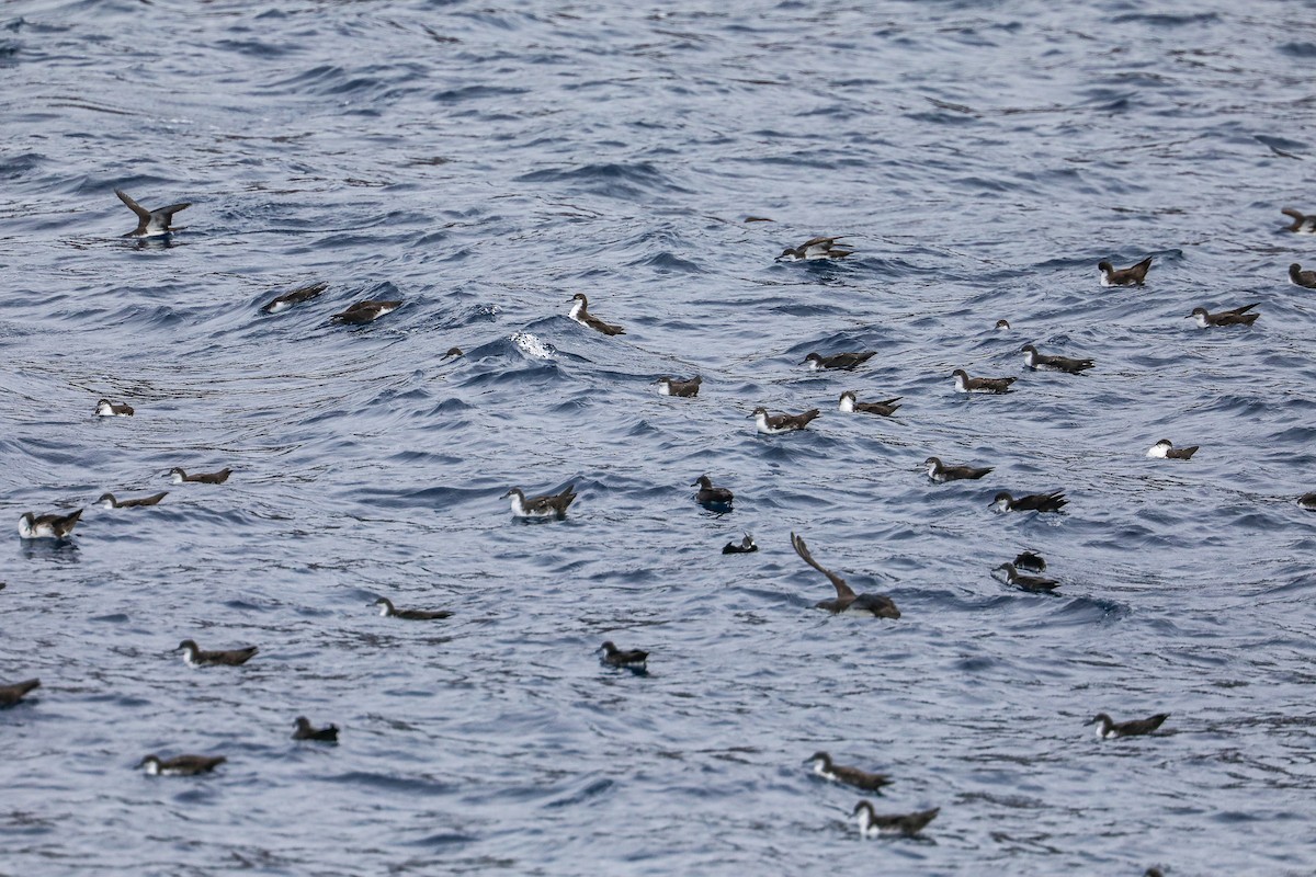 Galapagos Shearwater - ML635301479