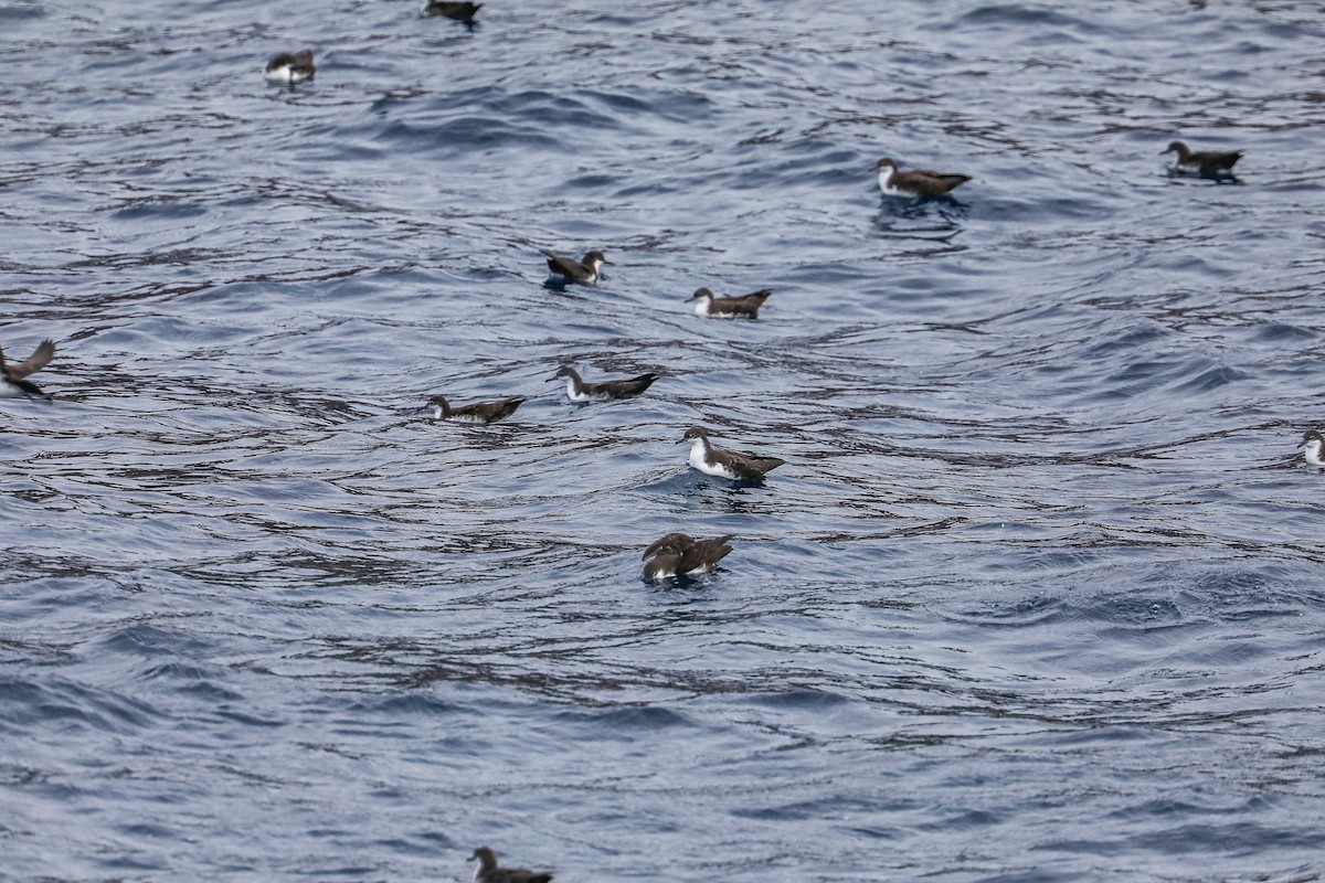 Galapagos Shearwater - ML635301480