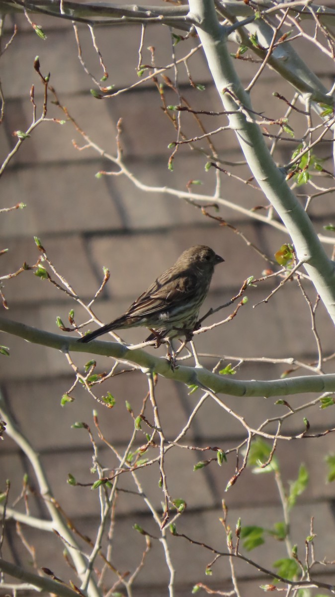 House/Purple Finch - ML635301511