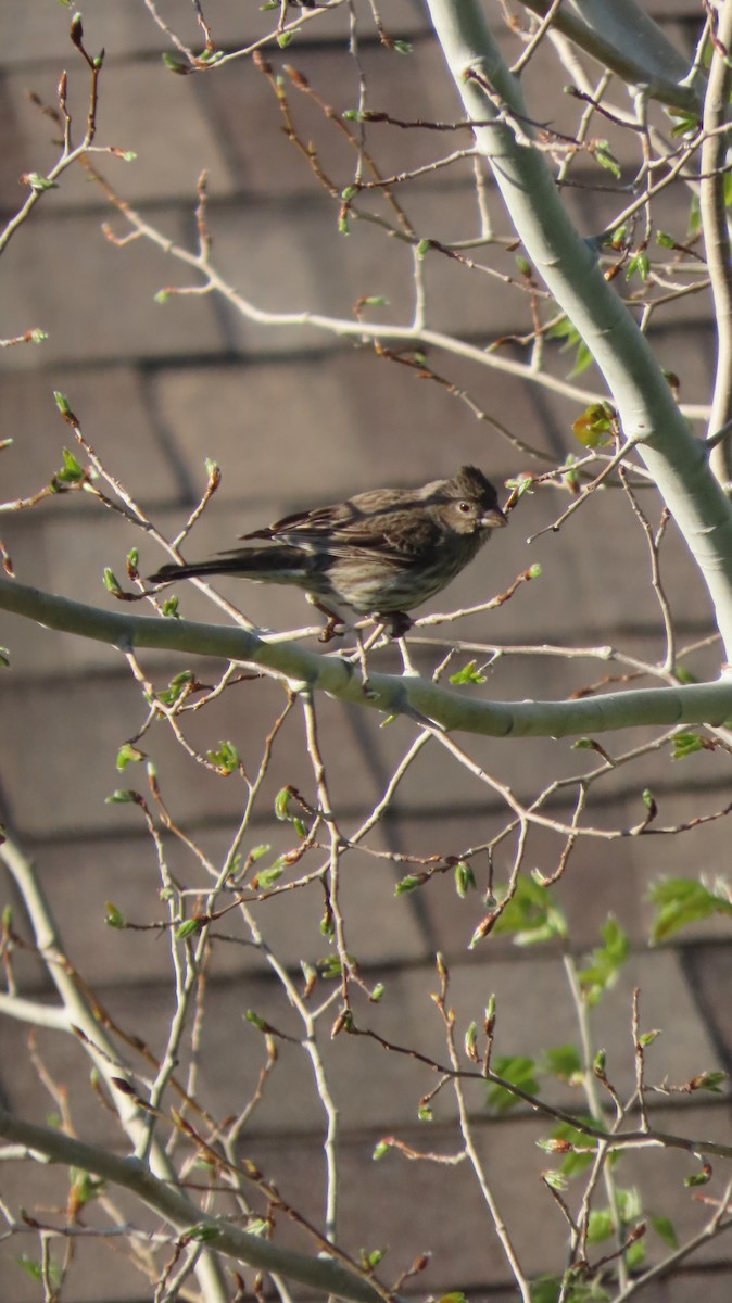 House/Purple Finch - ML635301512