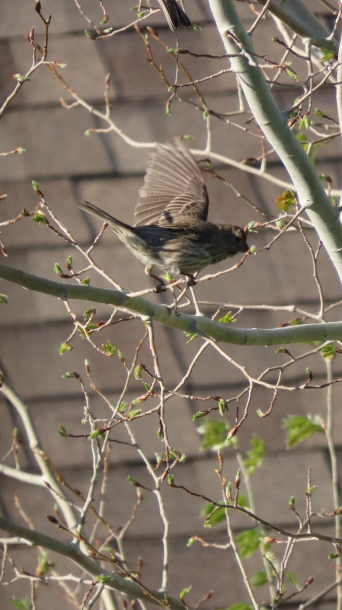 House/Purple Finch - ML635301513