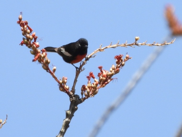 Painted Redstart - ML635301639