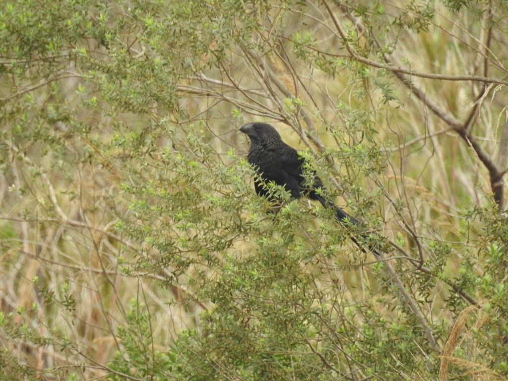 Smooth-billed Ani - ML635301710