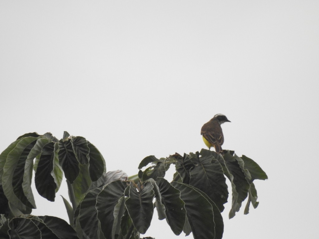 Social Flycatcher - ML635301810