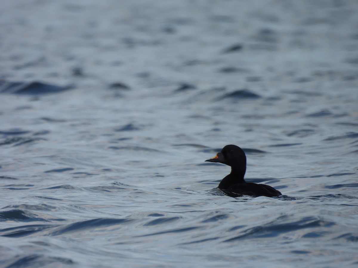 Common Scoter - ML635301816