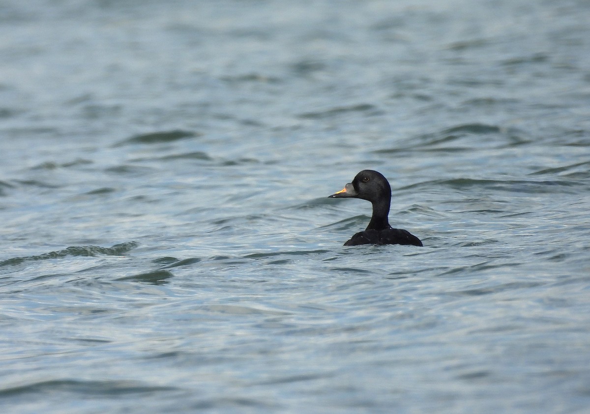 Common Scoter - ML635301861