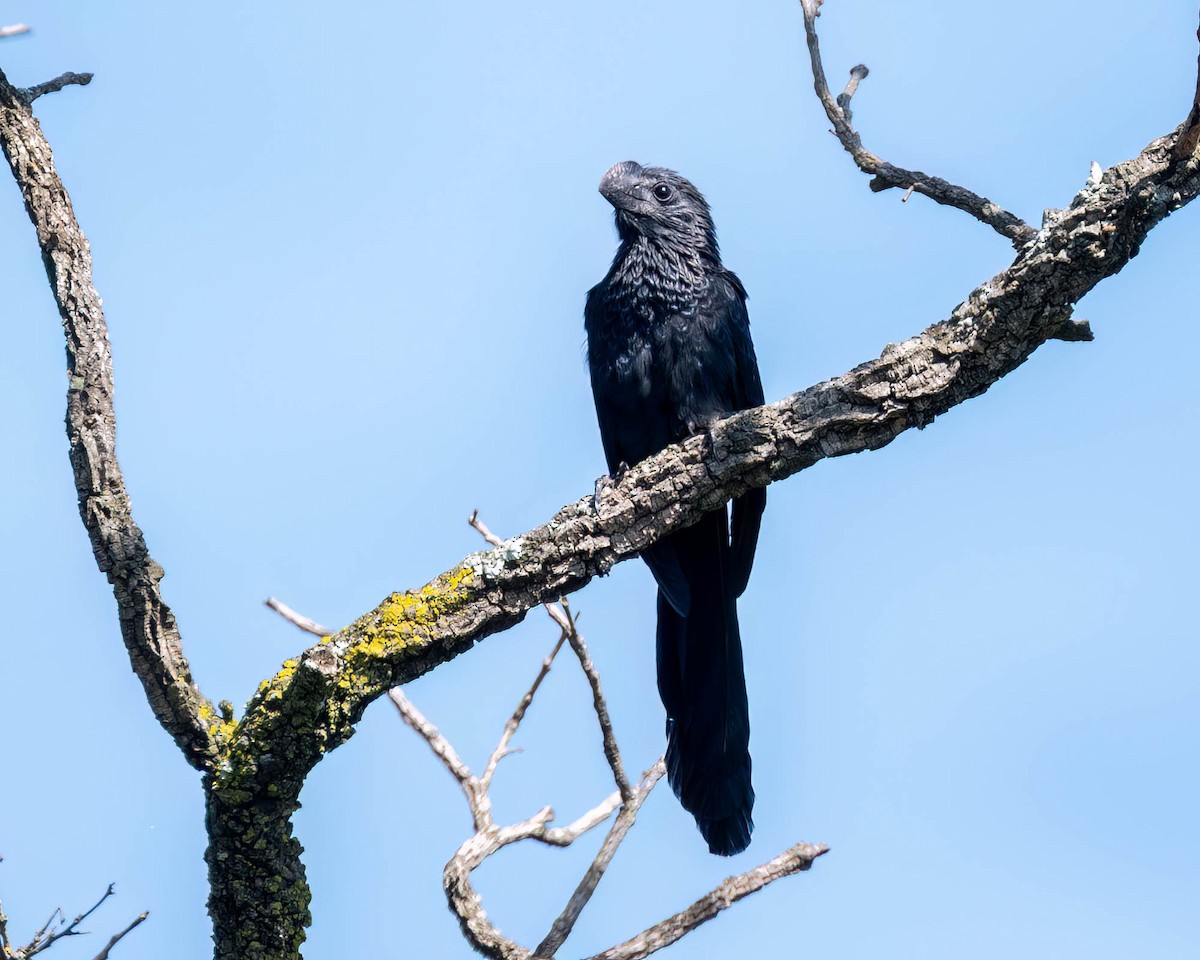 Smooth-billed Ani - ML635302029