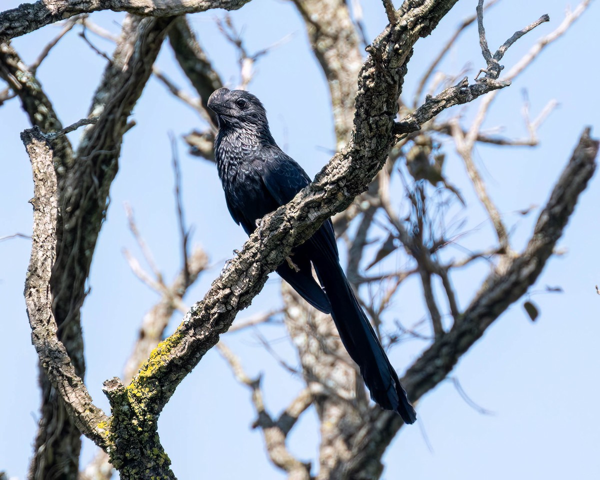 Smooth-billed Ani - ML635302030
