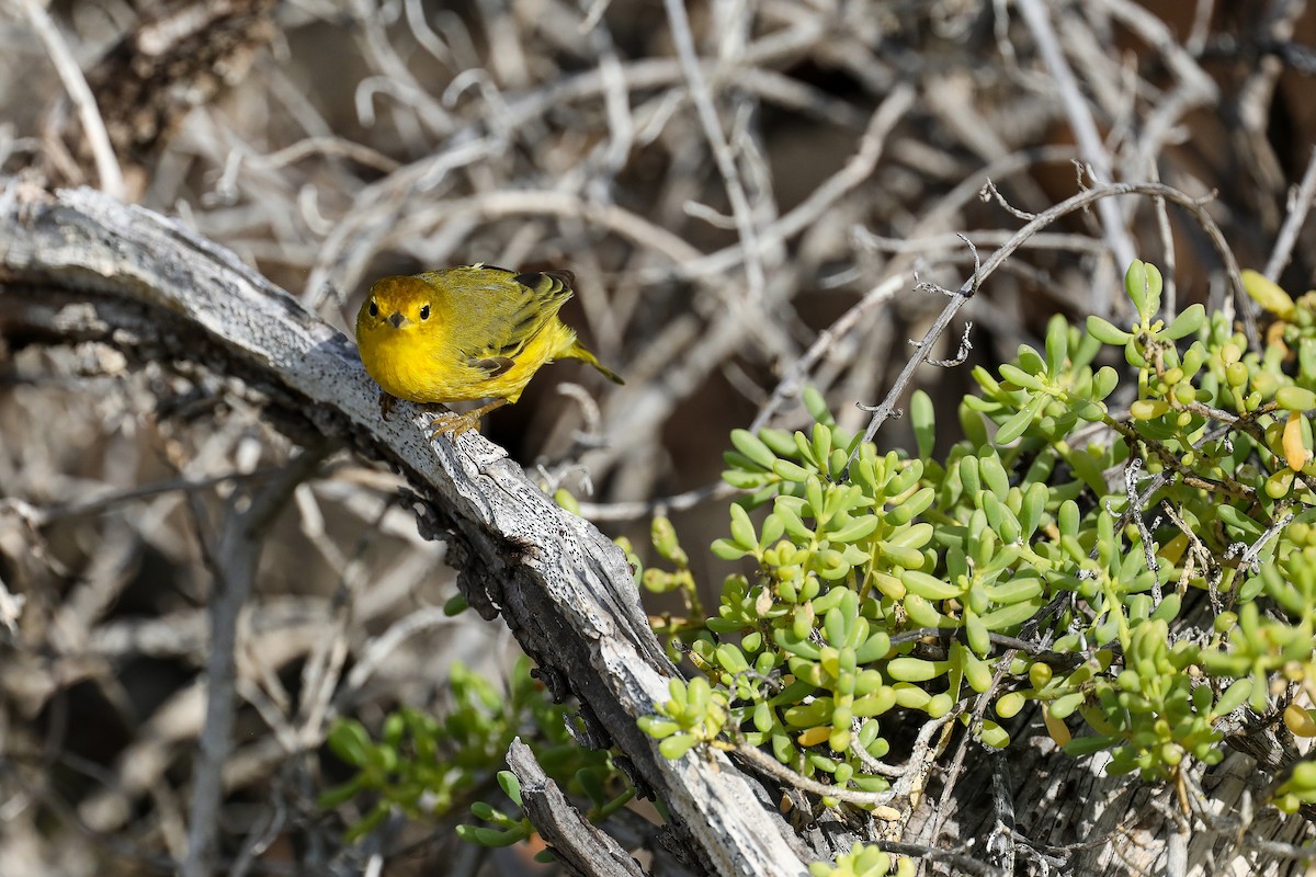 Yellow Warbler (Galapagos) - ML635302061
