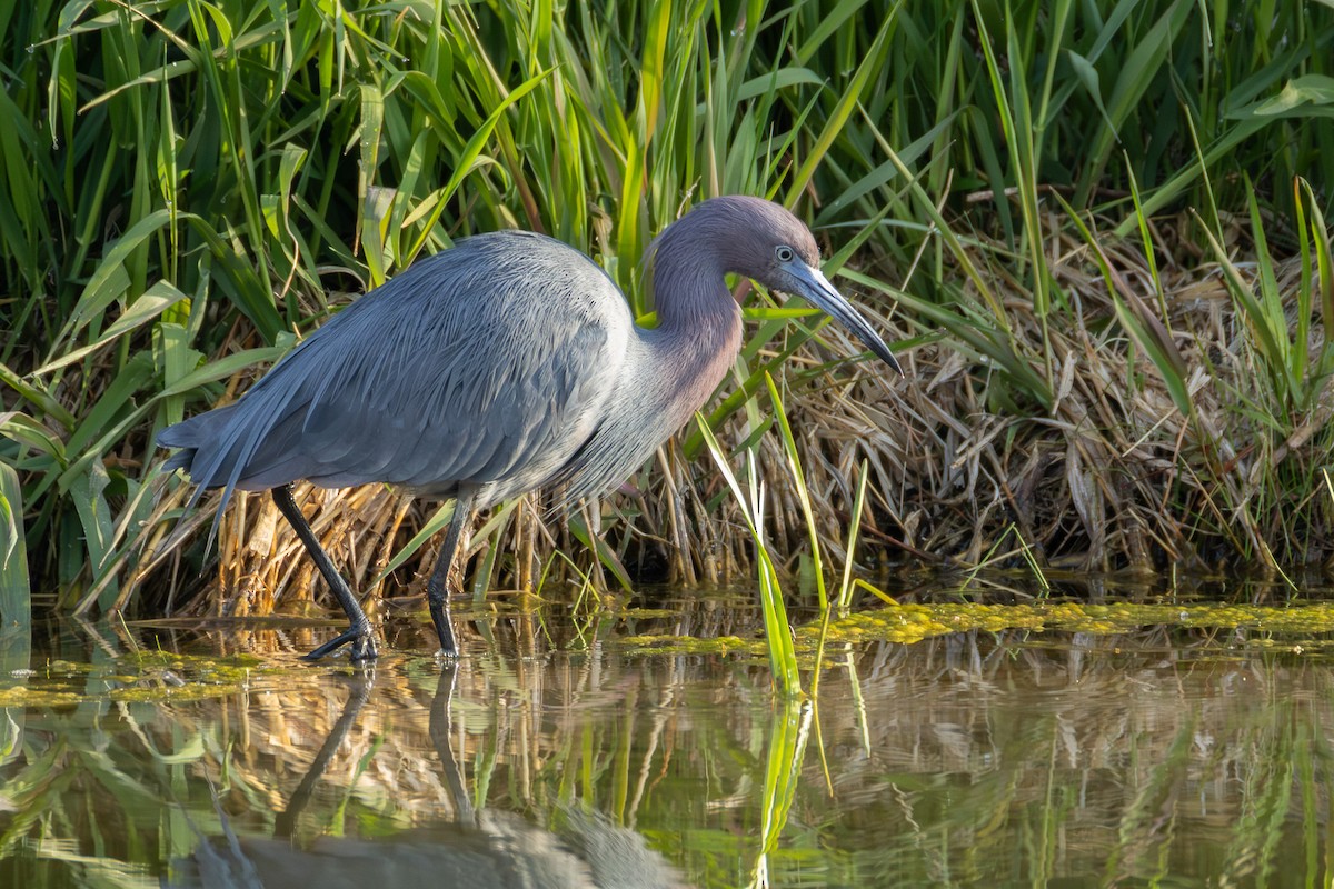 Little Blue Heron