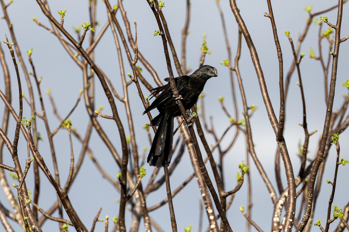Smooth-billed Ani - ML635302086