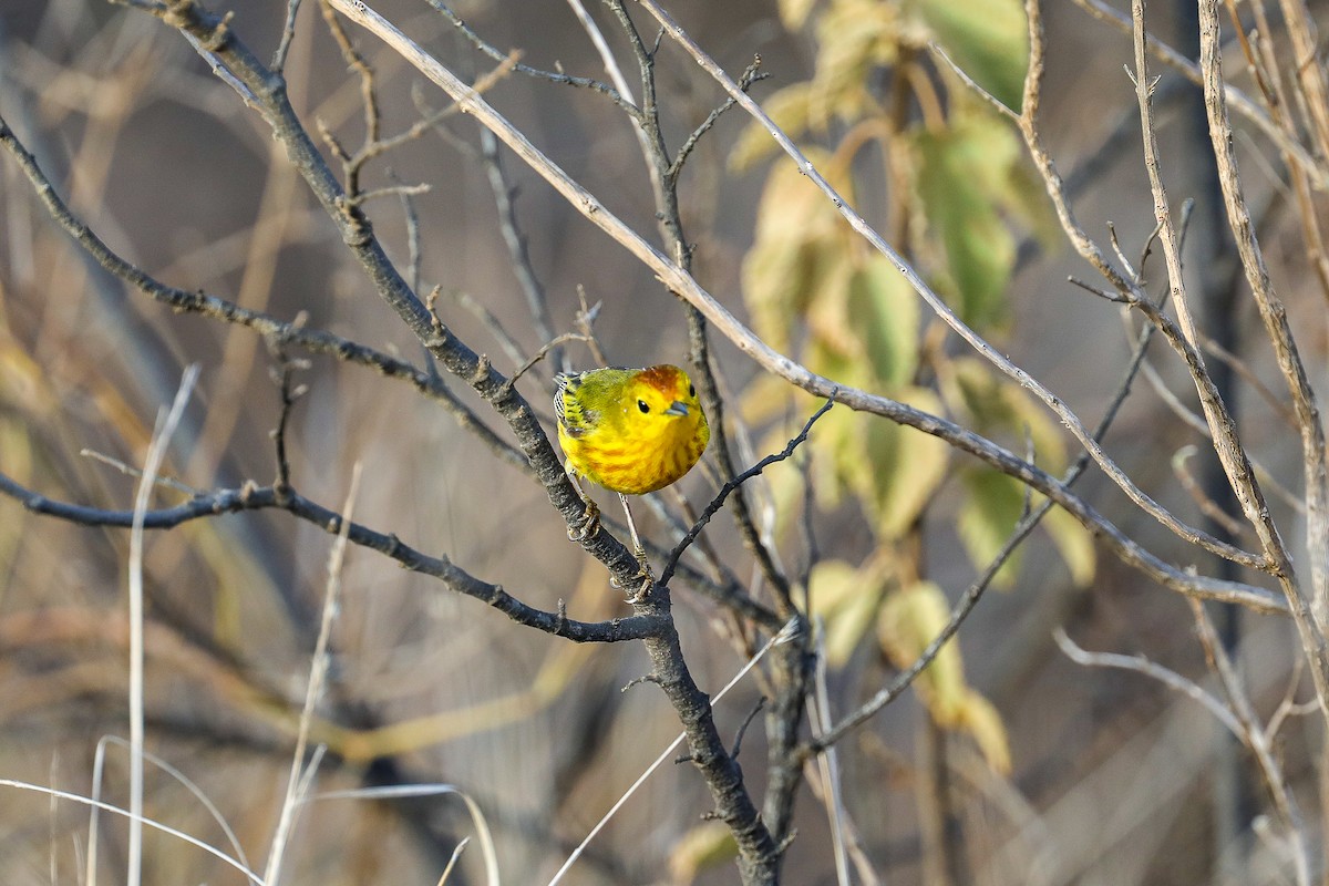 Yellow Warbler (Galapagos) - ML635302097
