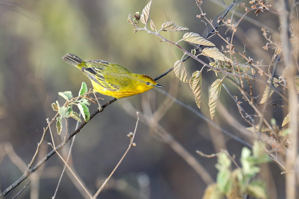 Yellow Warbler (Galapagos) - ML635302106