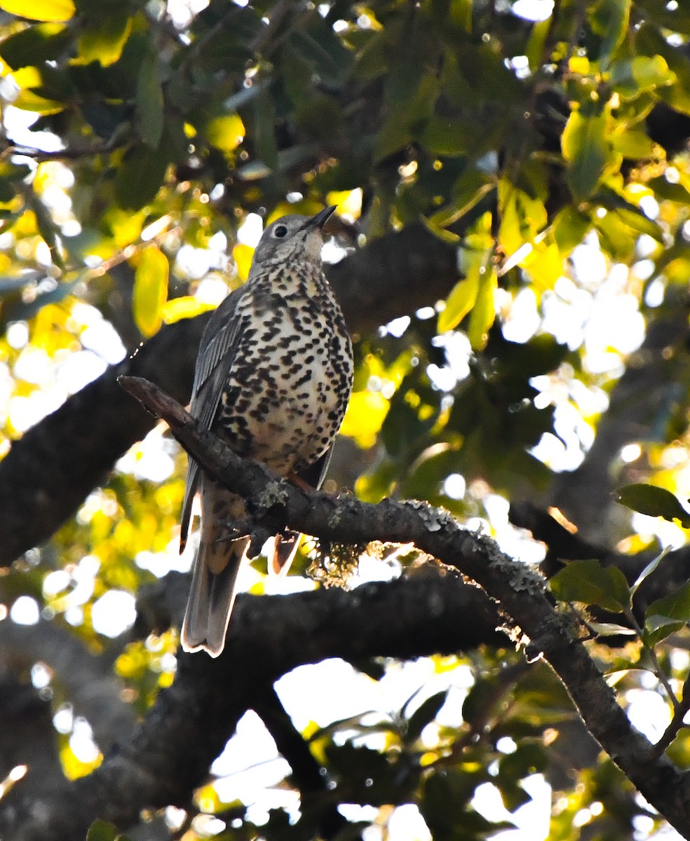 Mistle Thrush - ML635302150