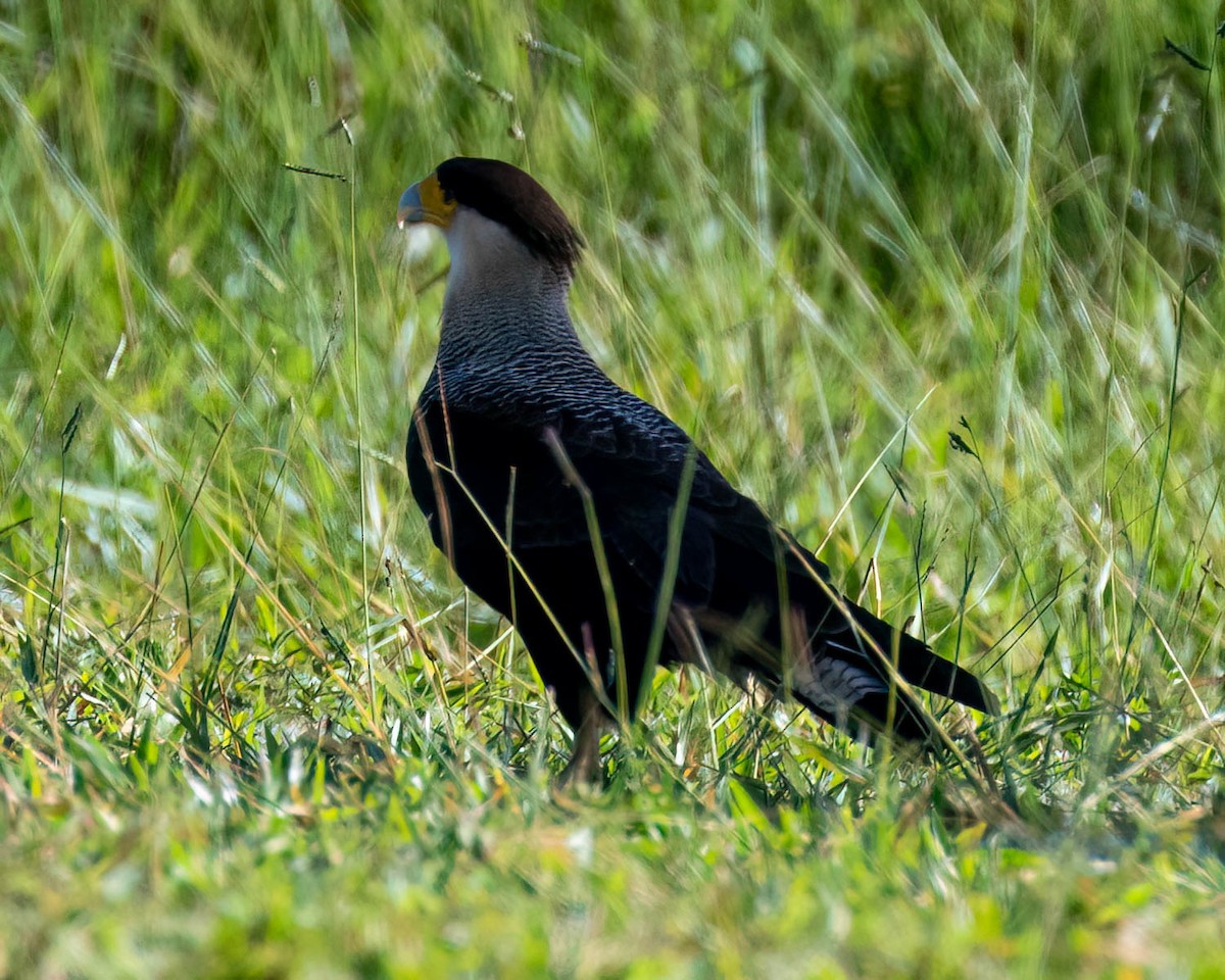 Crested Caracara - ML635302210